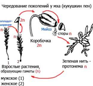 http://www.biorepet-ufa.ru/wp-content/uploads/2011/03/%D0%A7%D0%B5%D1%80%D0%B5%D0%B4%D0%BE%D0%B2%D0%B0%D0%BD%D0%B8%D0%B5-%D0%BF%D0%BE%D0%BA%D0%BE%D0%BB%D0%B5%D0%BD%D0%B8%D0%B9-%D1%83-%D0%BC%D1%85%D0%B01.jpg