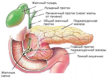 http://www.rusmedserv.com/pancreaticcancer/img/4pc.png