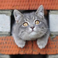 http://www.nexplorer.ru/pics_news/12327.jpg
