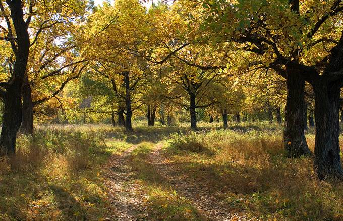 http://www.wanders-k.ru/sites/default/files/dubrava_malcevo.jpg