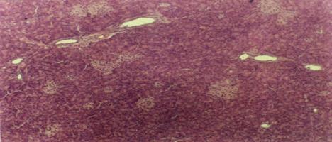 C:\Documents and Settings\Anton\������� ����\��������\Scan10058.JPG