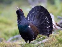 http://upload.wikimedia.org/wikipedia/commons/b/ba/David_Palmer_Capercaillie.jpg