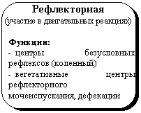 Скругленный прямоугольник: Рефлекторная
(участие в двигательных реакциях)
Функции:
- центры безусловных рефлексов (коленный)
- вегетативные центры рефлекторного мочеиспускания, дефекации
