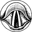 http://nashaucheba.ru/docs/33/32079/conv_1/file1_html_68a143ed.jpg