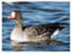 http://im7-tub-ru.yandex.net/i?id=119274347-68-72&n=15