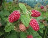 foto-sorta-maliny-babye-leto-2