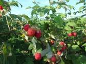 foto-sorta-maliny-zorenka-altaya