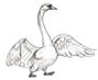 http://kak-legko.ru/wp-content/uploads/2012/09/8-%D0%BB%D0%B5%D0%B1%D0%B5%D0%B4%D1%8C-%D1%88%D0%B0%D0%B35.jpg