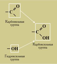 Карбоксильная гр