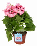 http://doshvozrast.ru/images/roditeli08/image010.jpg