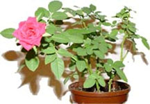 http://doshvozrast.ru/images/roditeli08/image018.jpg