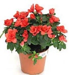 http://doshvozrast.ru/images/roditeli08/image021.jpg