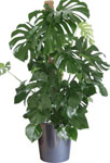 http://doshvozrast.ru/images/roditeli08/image027.jpg