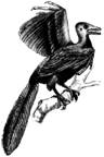 ImageCache