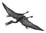 pterozavr1
