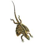 http://static.howstuffworks.com/gif/willow/flying-dragon-info0.gif