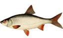 http://goodfishing.at.ua/stt/pltv.png