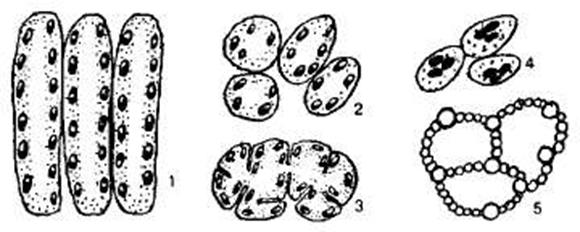 http://sbio.info/images/tmp55-12.jpg