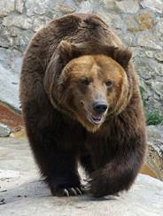 ��������: File:Medved mzoo.jpg