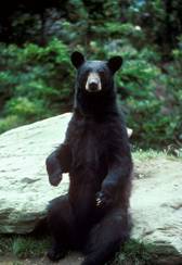 ��������: File:Black bear large.jpg