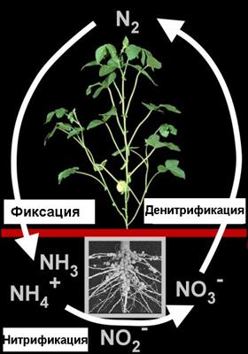 nitrogen fixation - denitrification