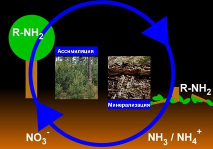 assimilation mineralisation