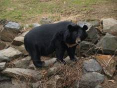 ��������: ����:Ursus thibetanus Phila.JPG