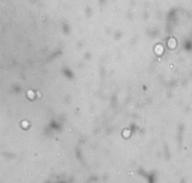 2 �������.jpg