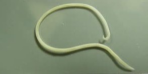 Toxocara canis, ������������