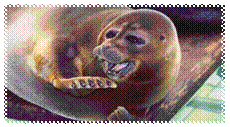 6a7077df2cc049�����