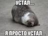 http://cs7010.vk.me/v7010513/156c8/oHuSMlaCRLY.jpg