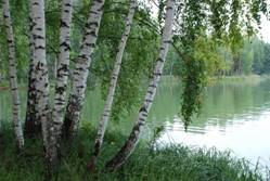 http://www.boti.ru/sites/default/files/images/8ac8bf13b20ddef5da66016eab4eb135_berezka.jpg