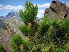 LodgepolePine_6915