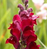 http://baltiya-garden.ru/images/plants/odnoletnie/lvinyi_zev/snapdragon3.jpg
