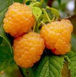 http://photosflowery.ru/photo/7e/7e79f7e7fa614b1c40c7e5647c8d232c.jpg