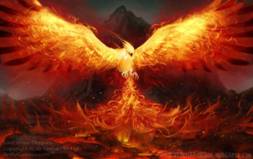http://animal-dream.com/data_images/phoenix/phoenix3.jpg