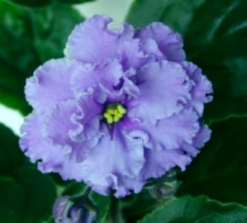 http://www.violet-slava.ru/images/statya_036.jpg