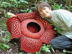 rafflesia_arnoldi_comparison_naturalist_if_ua.jpg