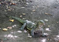 Varan.jpg