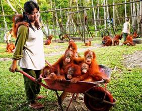 orang_recovery20.jpg