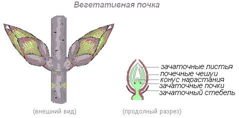 http://biouroki.ru/content/page/678/5.png