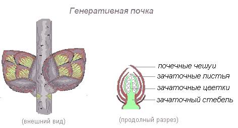 http://biouroki.ru/content/page/678/6.png