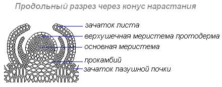 http://biouroki.ru/content/page/678/4.png