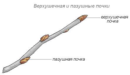 http://biouroki.ru/content/page/678/7.png