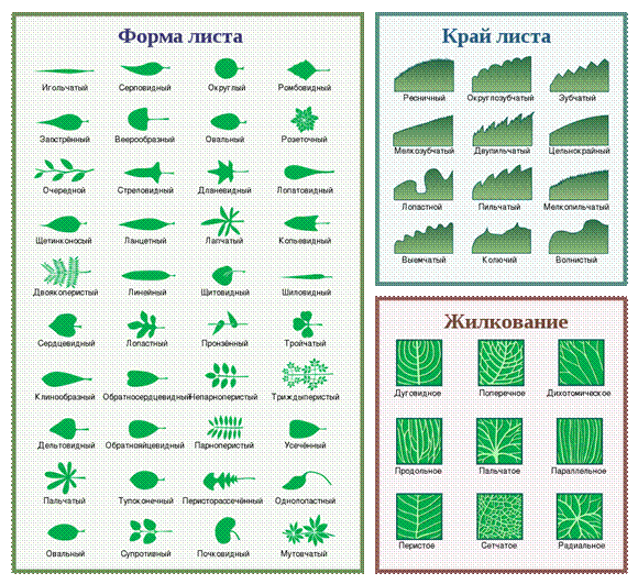 Фото - Сайт