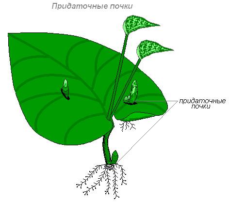 http://biouroki.ru/content/page/678/8.png