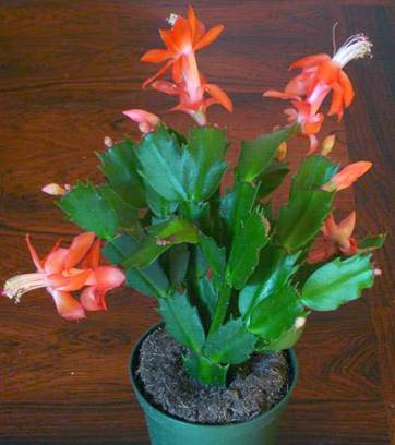 ��������: http://forumkiev.com/attachments/24498d1288786920-shlumbergera-truncata.jpg