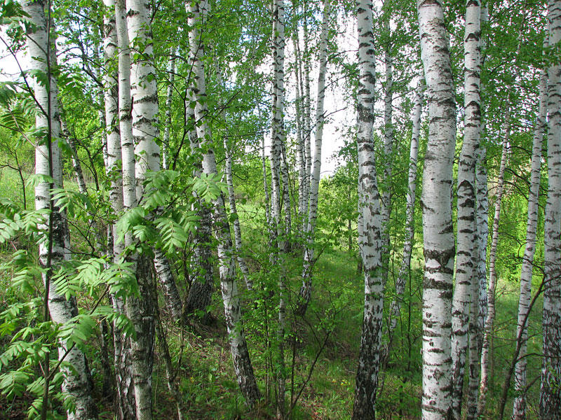 http://zapoved-kursk.ru/assets/images/news-2013/2013-03-21-1.jpg