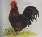 wivotnie26