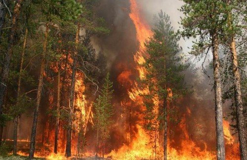 http://dlh.avo.ru/images/dlh/forest_fires2010.jpg